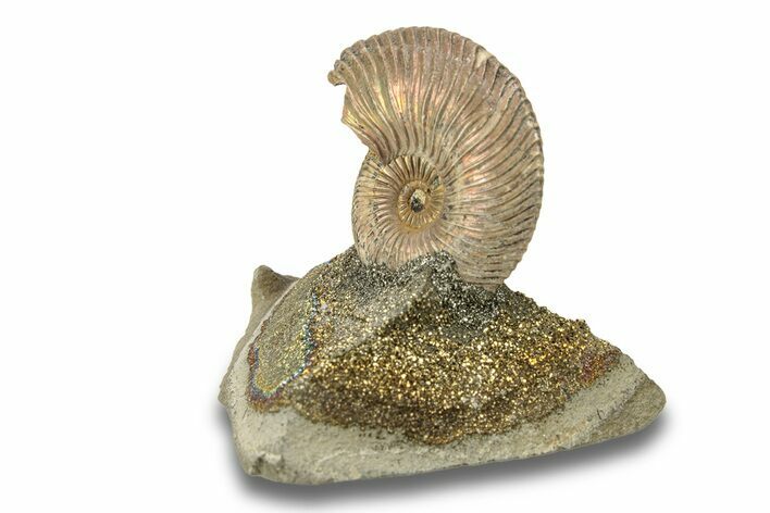 Iridescent, Pyritized Ammonite (Quenstedticeras) Fossil Display #266856